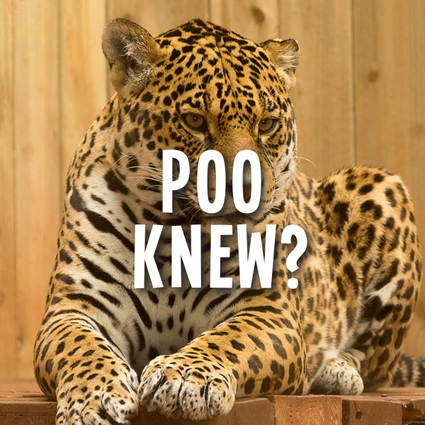 Things to do in Richmond Tasmania | Pooseum Glitter Poo Leopard