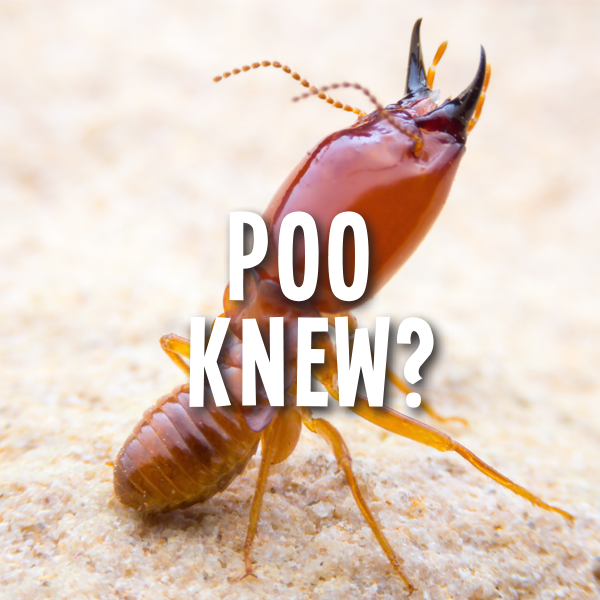 Things to do in Richmond Tasmania | Pooseum Deadly Fart Termite